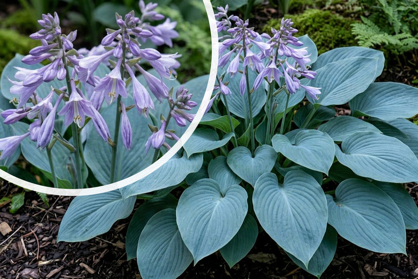 Hartlelie - Hosta 'Blue Cadet'
