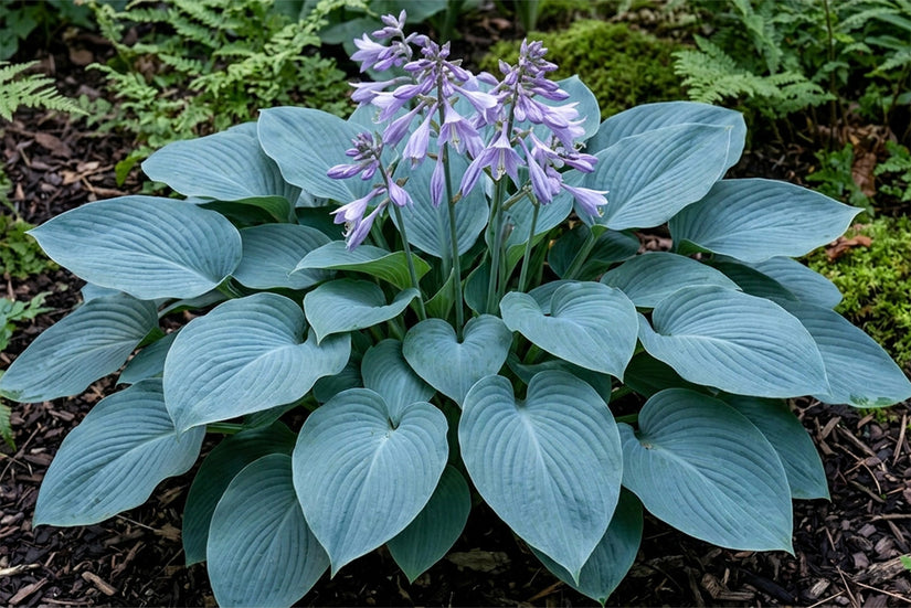 Hartlelie - Hosta 'Blue Cadet'