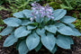 Hartlelie - Hosta 'Blue Cadet'