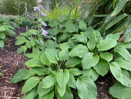 Hartlelie - Hosta 'Fortunei Hyacinthina'