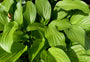 Hartlelie - Hosta 'Royal Standard' TIP