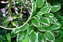 Bonte Hartlelie - Hosta 'Undulata Albomarginata'