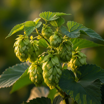 Hop plant - Humulus Lupupus 'Nordbrau'