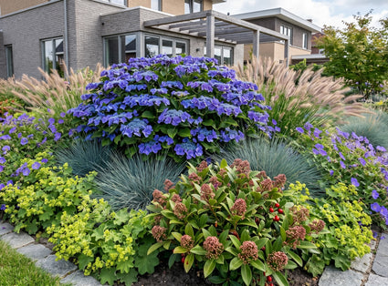 volgroeide Hortensia - Hydrangea Macrophylla 'Blaumeise' met skimmia japonica, blauw schapengras, alchemilla mollis, pennisetum hameln en geranium rozanne