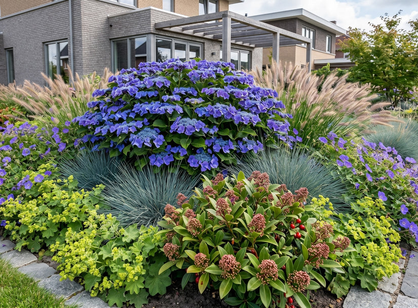 volgroeide Hortensia - Hydrangea Macrophylla 'Blaumeise' met skimmia japonica, blauw schapengras, alchemilla mollis, pennisetum hameln en geranium rozanne