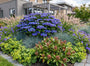 volgroeide Hortensia - Hydrangea Macrophylla 'Blaumeise' met skimmia japonica, blauw schapengras, alchemilla mollis, pennisetum hameln en geranium rozanne