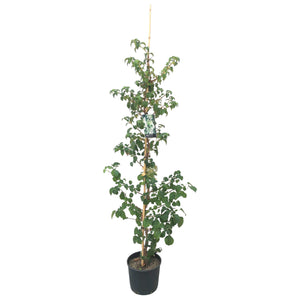 175-200 cm