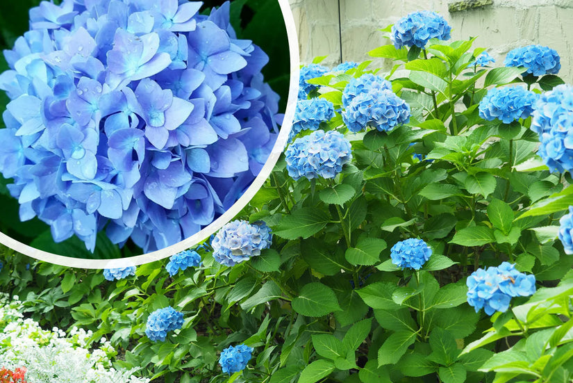 Boerenhortensia - Hydrangea macrophylla 'Nikko Blue'