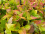 Boerenhortensia - Hydrangea macrophylla 'Bouquet Rose'