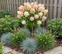 Hydrangea paniculata Candlelight halfstam met blauw schapengras, skimmia en lampenpoetsersgras pennisetum hameln