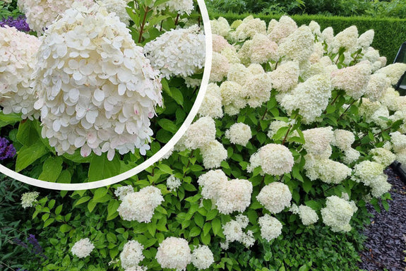 Pluimhortensia - Hydrangea paniculata 'Grandiflora'