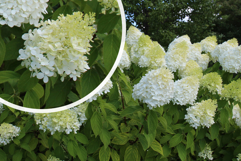 Pluimhortensia - Hydrangea paniculata 'Limelight'