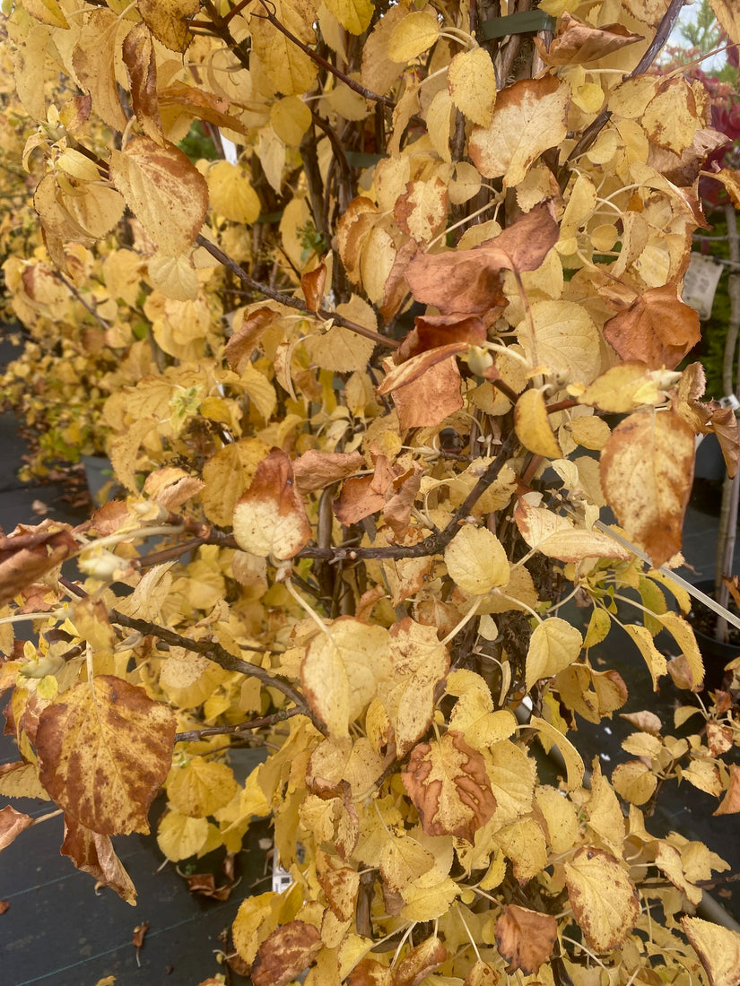 bladkleur herfst prachtig geel-oranje