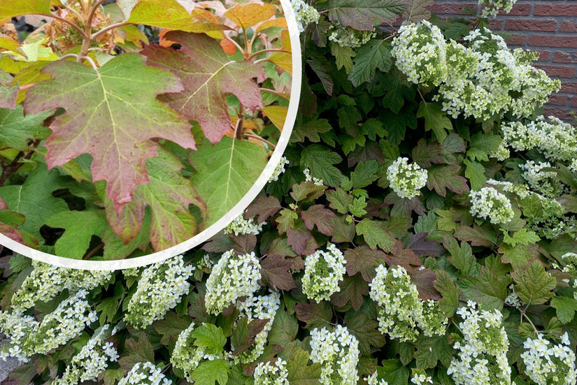 Eikenbladhortensia - Hydrangea quercifolia