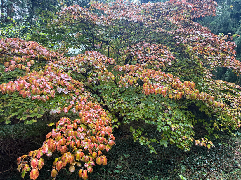 Japanse grootbloemige Kornoelje - Cornus kousa