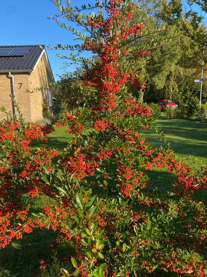 Vuurdoorn (Rood) - Pyracantha coccinea 'Red column'