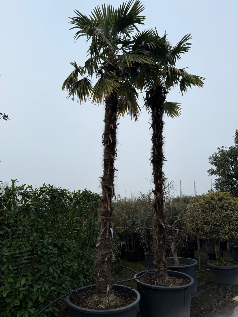 Chinese Palmboom - Trachycarpus fortunei