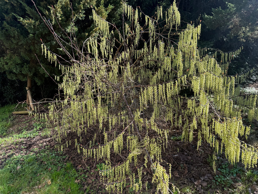 Staartaar struik - Stachyurus praecox