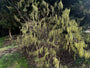 Staartaar struik - Stachyurus praecox