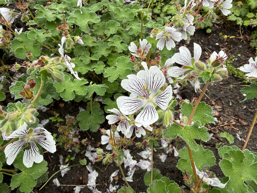 Ooievaarsbek - Geranium renardii