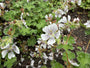 Ooievaarsbek - Geranium renardii