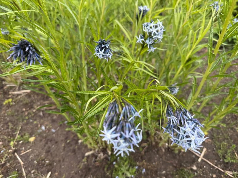 Biologisch Blauwe ster - Amsonia 'Blue Ice'