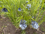 Biologisch Blauwe ster - Amsonia 'Blue Ice'