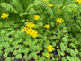 Valkruid - Arnica montana