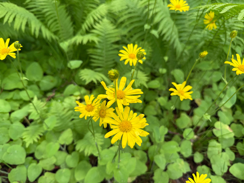 Valkruid - Arnica montana