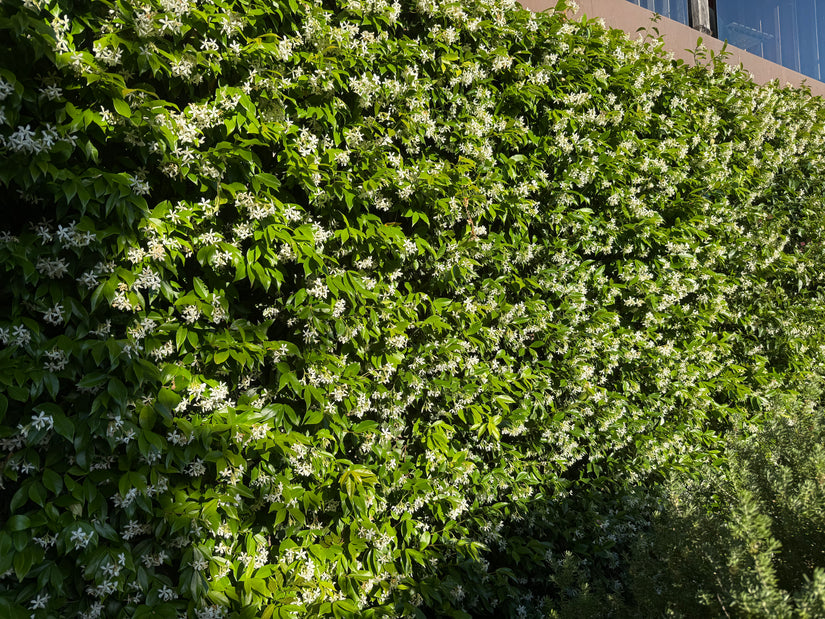 Toscaanse Jasmijn (Wit) - Trachelospermum jasminoides (Sterjasmijn)