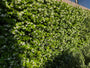 Toscaanse Jasmijn (Wit) - Trachelospermum jasminoides (Sterjasmijn)