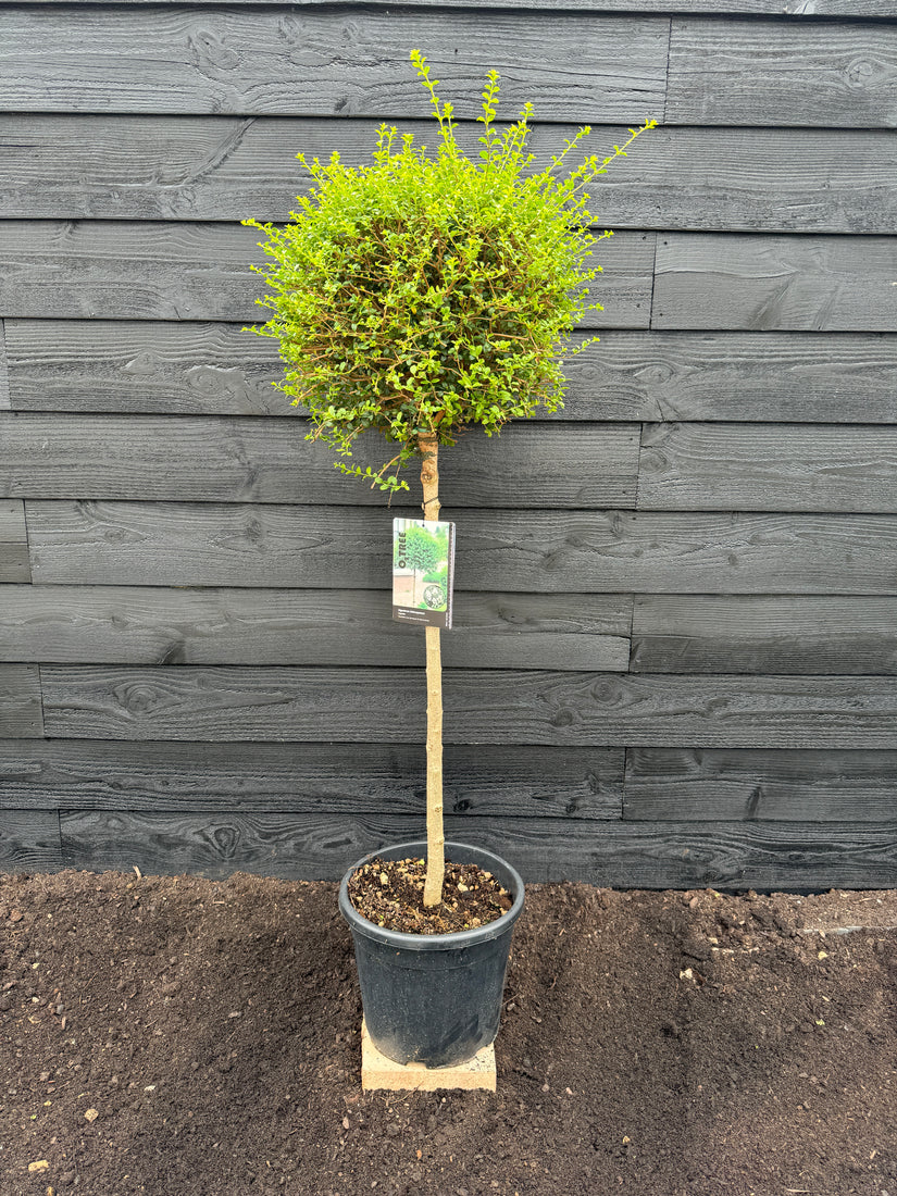 Liguster op stam - Ligustrum Jonandrum / Ligustrum delavayanum halfstam 80 cm