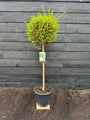 Liguster op stam - Ligustrum Jonandrum / Ligustrum delavayanum halfstam 80 cm