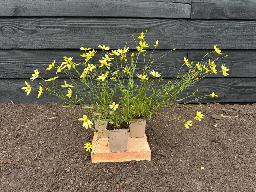 Meisjesogen - Coreopsis Verticillata 'Moonbeam'