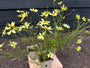 Meisjesogen - Coreopsis Verticillata 'Moonbeam'