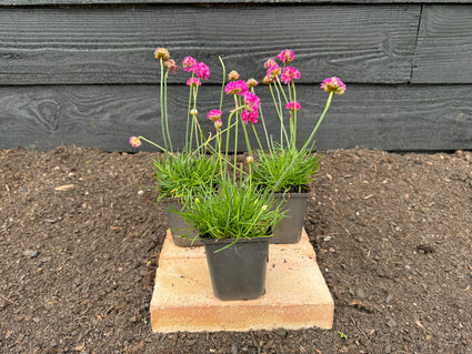 Engels gras (Roze) - Armeria maritima 'Splendens' (ook per/m2)