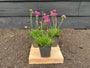 Engels gras (Roze) - Armeria maritima 'Splendens' (ook per/m2)