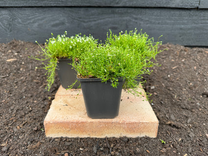 Liggende bergthee, Gaultheria procumbens bodemplant met bes