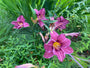 Daglelie (Donker roze / paars) - Hemerocallis 'Summer Wine'