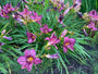 Daglelie (Donker roze / paars) - Hemerocallis 'Summer Wine'