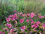 Daglelie (Donker roze / paars) - Hemerocallis 'Summer Wine'