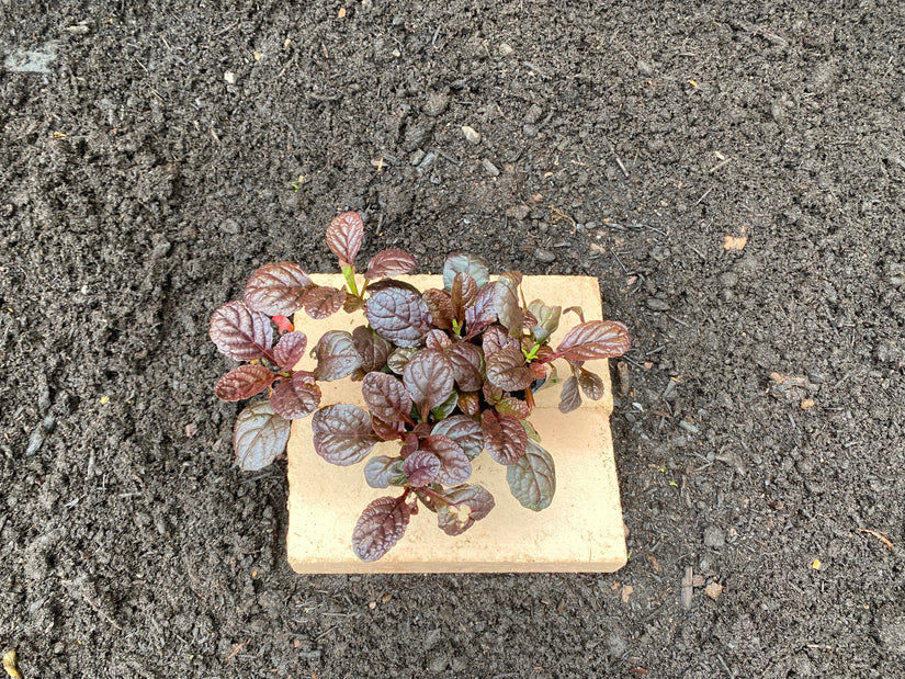 Kruipend Zenegroen - Ajuga reptans 'Atropurpurea' (ook per/m2)