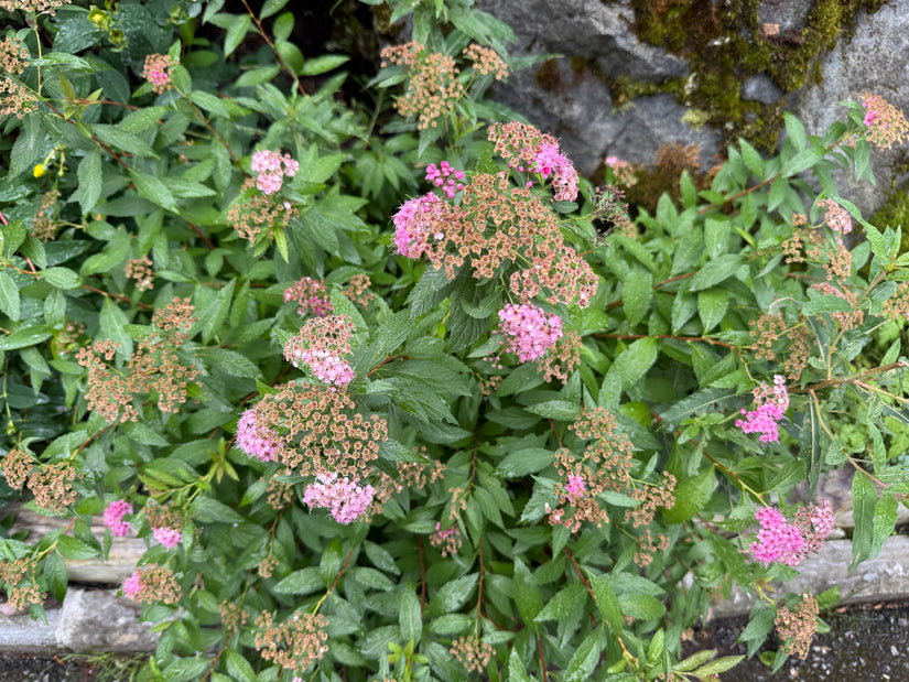 Japanse spirea (Roze) - Spiraea japonica 'Anthony Waterer'
