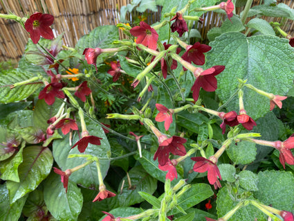 Siertabak - Nicotiana alata 'Lime Green'