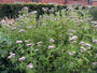 Leverkruid / Koninginnenkruid (Groeihoogte 125 cm) - Eupatorium cannabinum