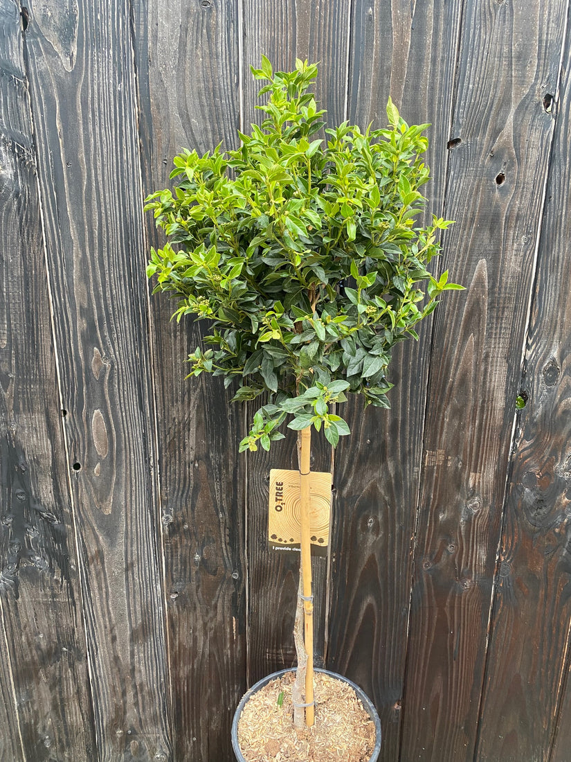 viburnum tinus halfstam - wintergroene sneeuwbal op stam