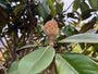 Wintergroene Beverboom meerstammig - Magnolia grandiflora Goliath
