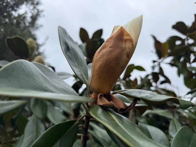 Wintergroene Beverboom meerstammig - Magnolia grandiflora Goliath