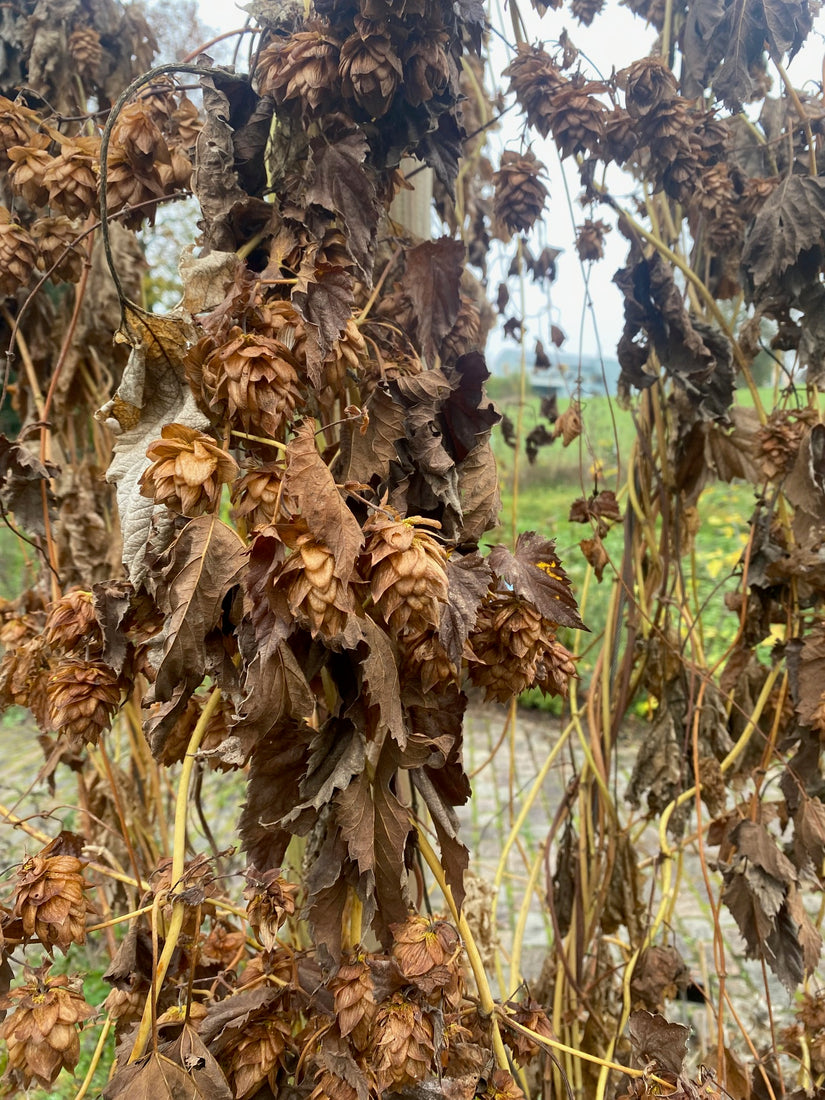 Hop - Humulus lupulus