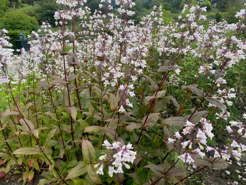 Slangenkop - Penstemon digitalis 'Husker Red'